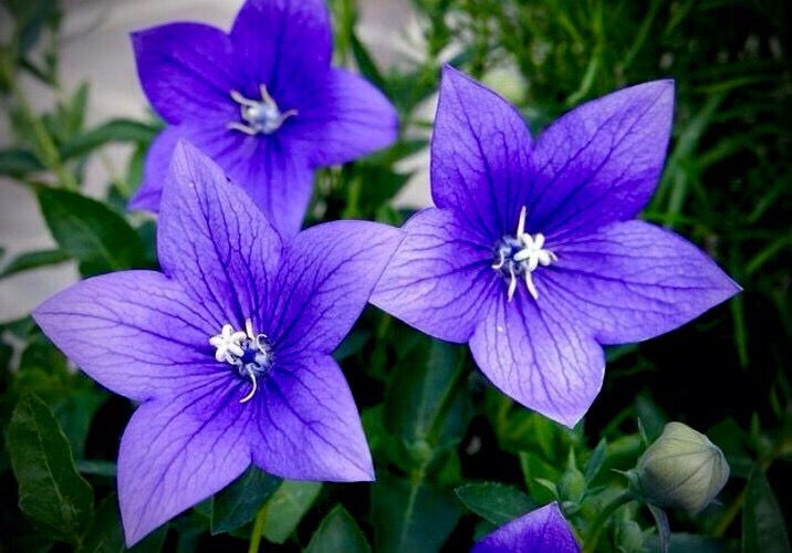 Миниатюра: Колокольчик / Платикодон крупноцветковый Блю (Platycodon grandiflorus Blue)