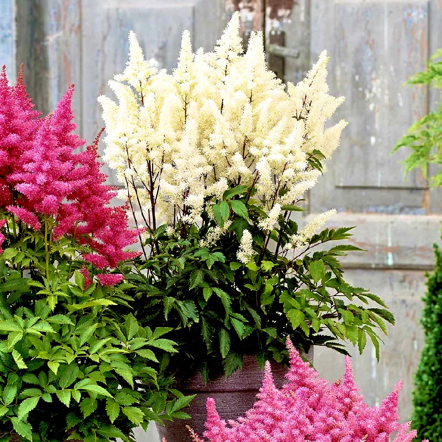 Астильба Арендса белая (Astilbe Arendsii White)