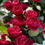 Миниатюра: Роза Распберри Элеганс (Raspberry Elegance)