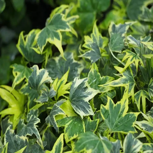 Хедера/Плющ #9 Еллоу Рипл (Hedera hibernica Yellow Ripple) купить с ...