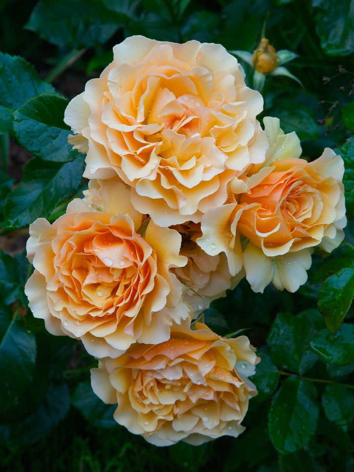 Роза Амбер Куин (Amber Queen)