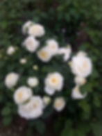 Роза Фриденслихт (Friedenslicht)