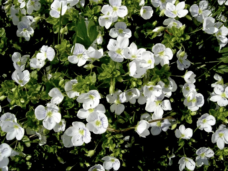 Вероника нитевидная Альба (Veronica filiformis Alba)