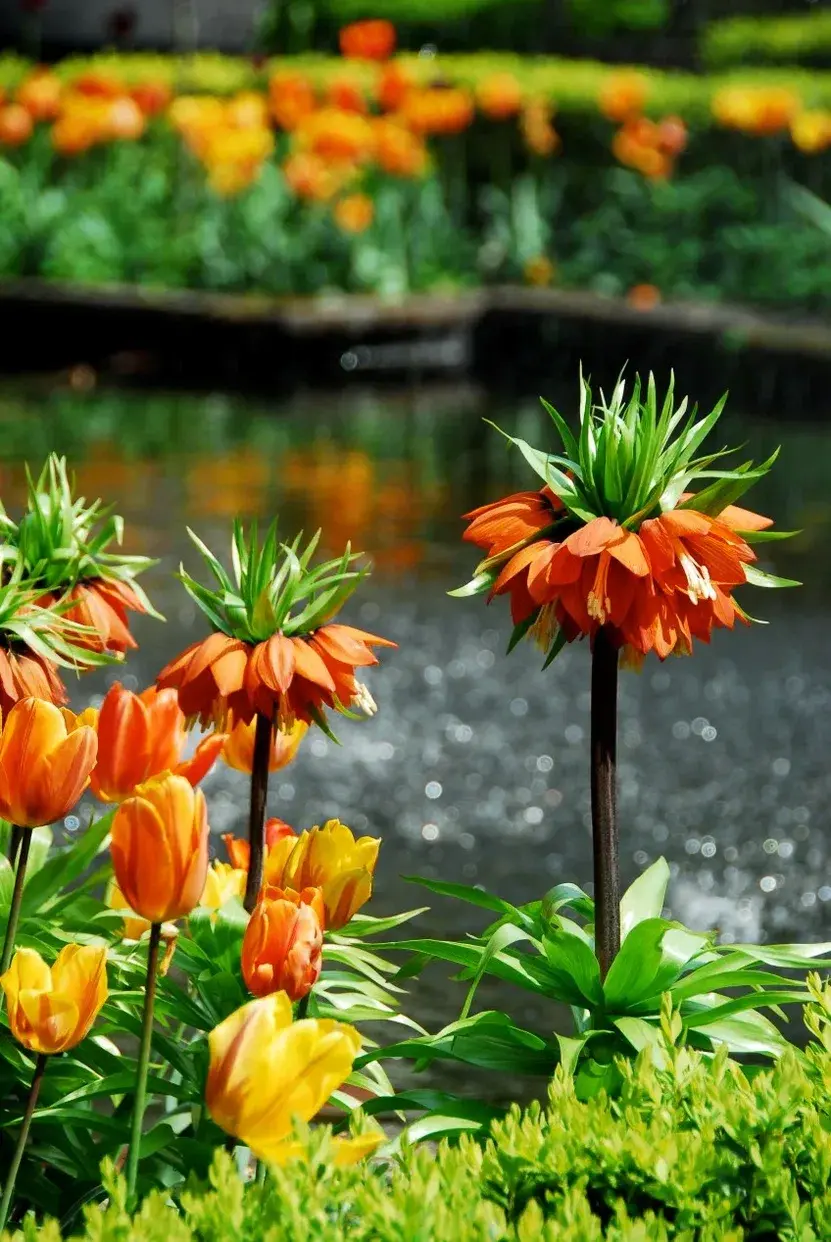 Миниатюра: Рябчик императорский Оранж (Fritillaria imperialis Orange)