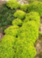 Душица орегано Ауреа (Origanum vulgarе Aurea) Buonroza.by