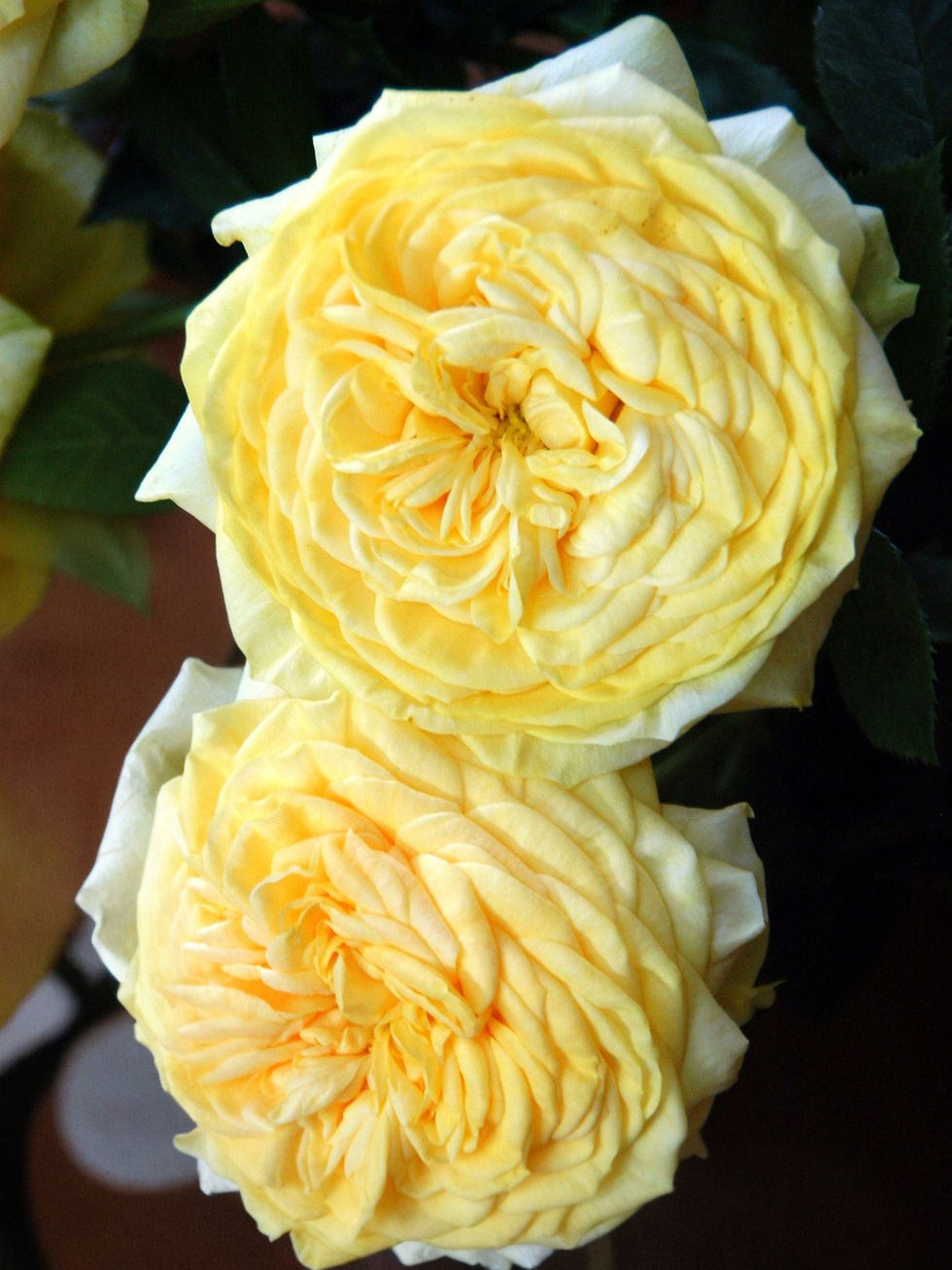Роза Лемон Ваза (Lemon Vaza)