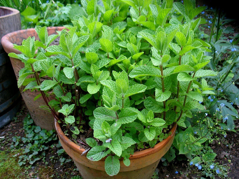 Миниатюра: Мята ментоловая (Mentha piperita)