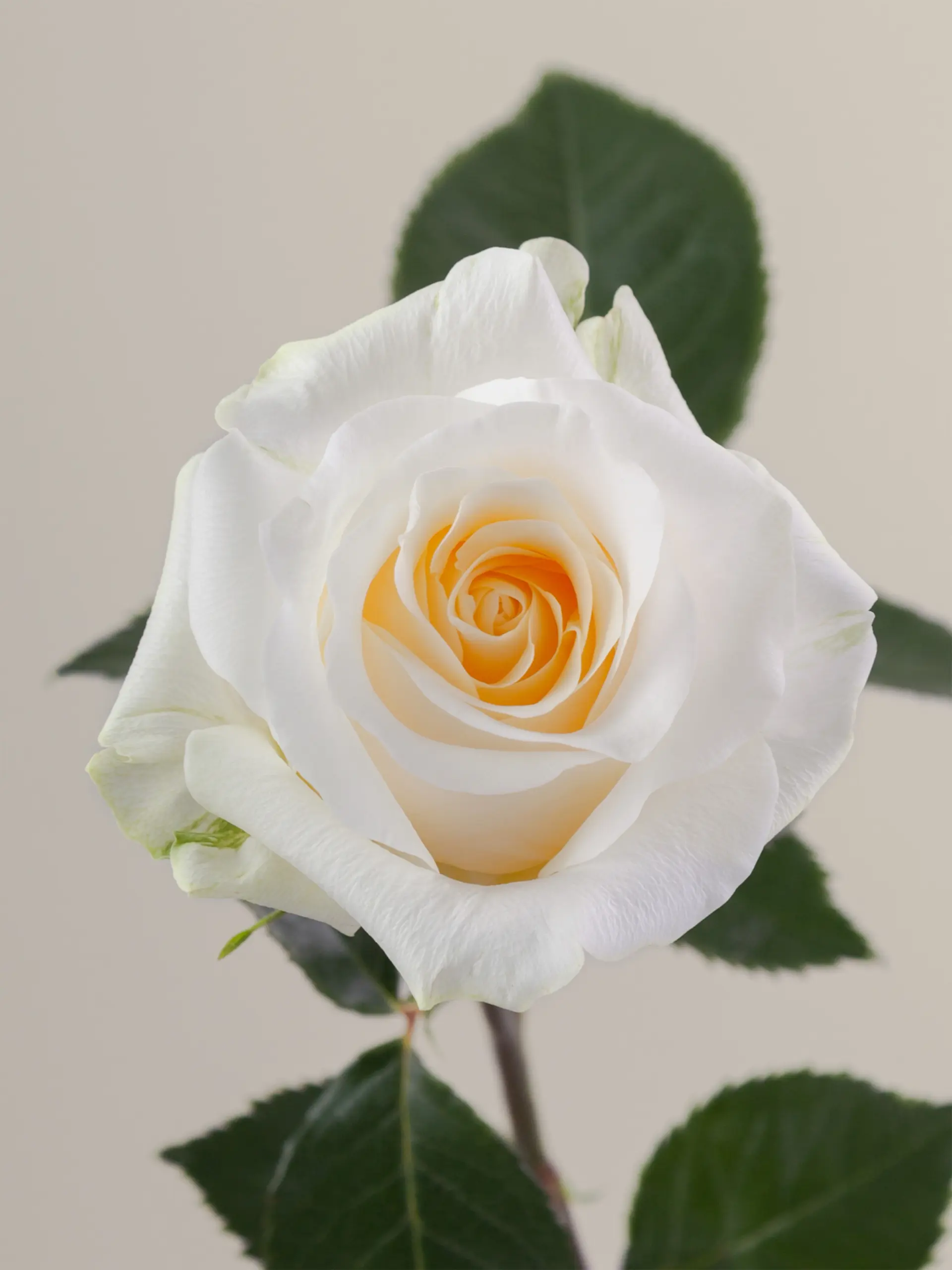 Роза Крем де Ля Крем (Creme de la Creme)