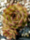Молодило #18 Алхемист (Sempervivum Alchemist)