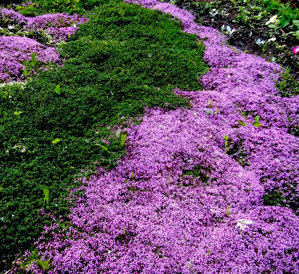 Миниатюра: Тимьян/Чабрец Пигмей (Thymus Pigmeus)
