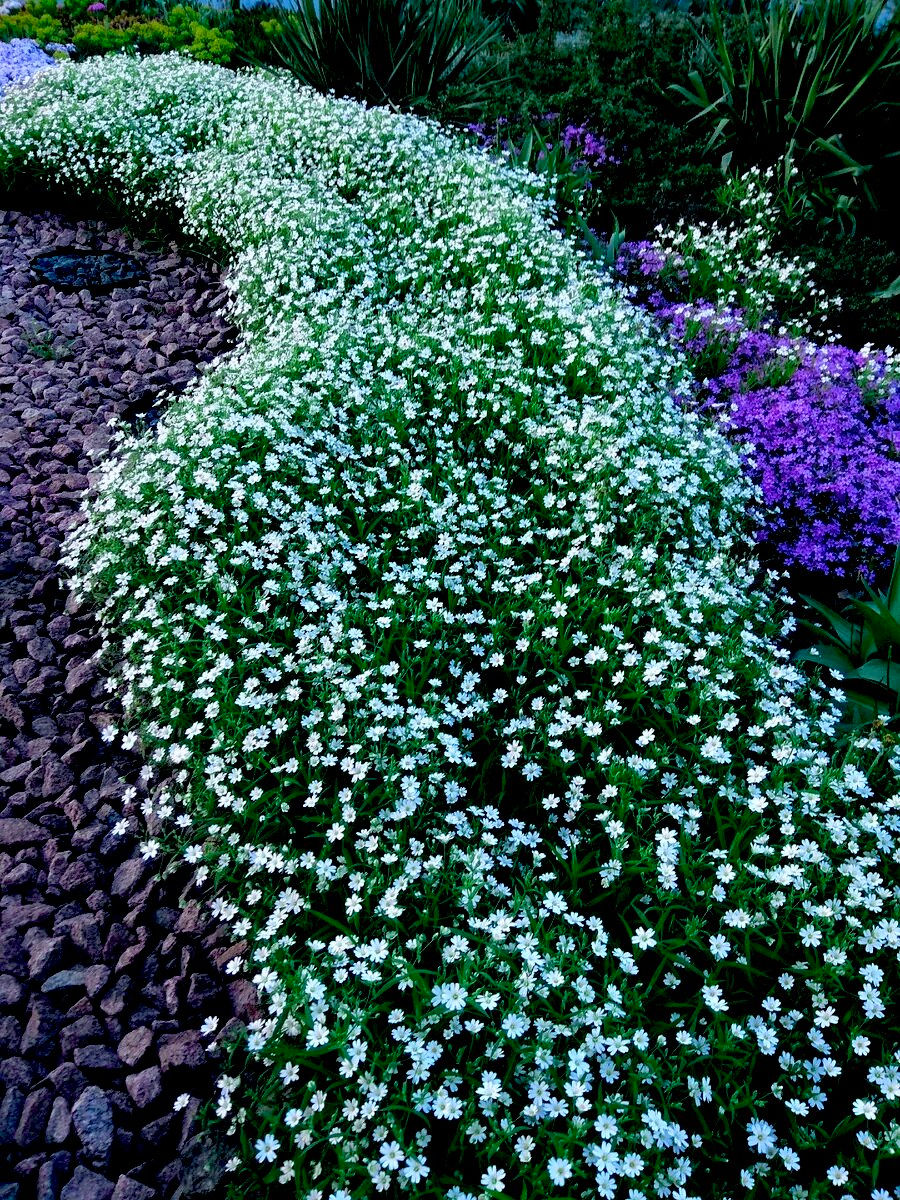 Миниатюра: Ясколка войлочная (Cerastium tomentosum)