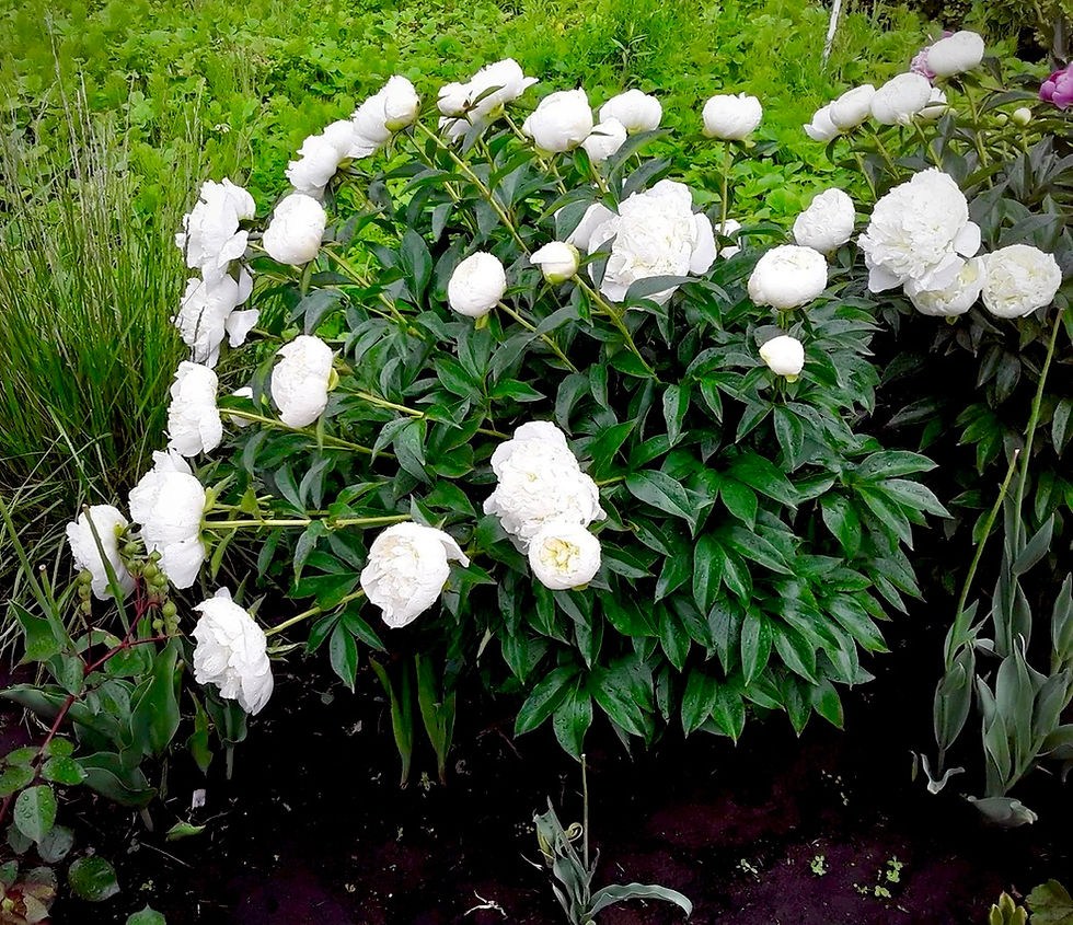 Миниатюра: Пион Белый Лебедь (Рaeonia White Lybed)