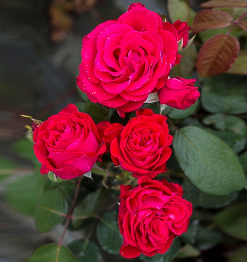 Роза Доминика (Dominica)