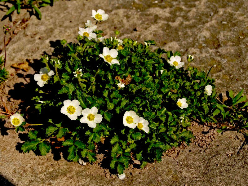 Миниатюра: Лапчатка скальная Потентилла (Drymocallis rupestris)