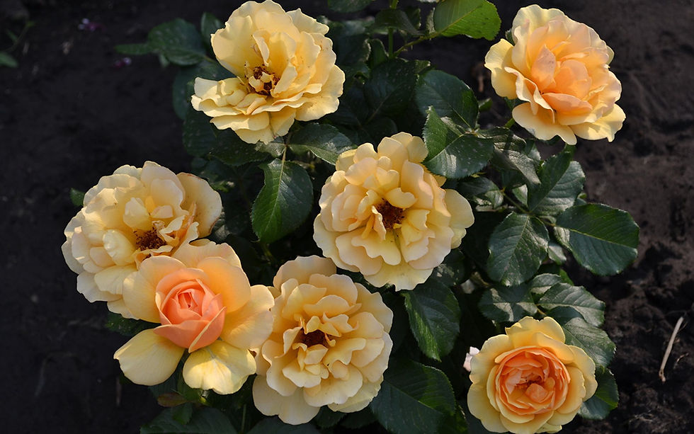 Миниатюра: Роза Амбер Куин (Amber Queen)