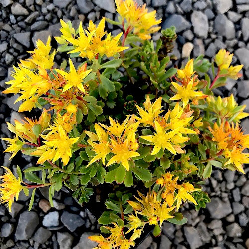 Миниатюра: Седум #17 Вейхенстефанер Голд (Sedum Floriferum Weihenstephaner Gold)