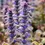 Миниатюра: Аюга ползучая Бургунди Глоу (Ajuga reptans Burgundy Glow)