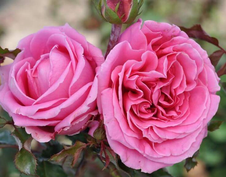 Миниатюра: Роза Огюст Ренуар  (Auguste Renoir)