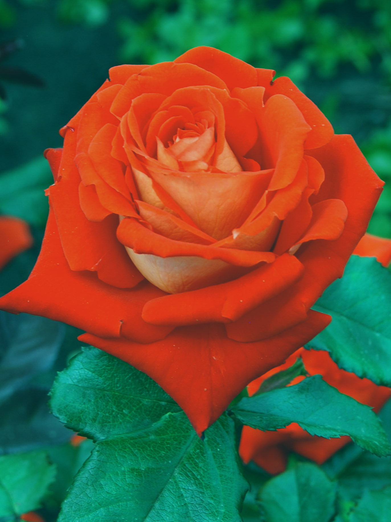 Где Можно Купить Или Заказать Розу Верано