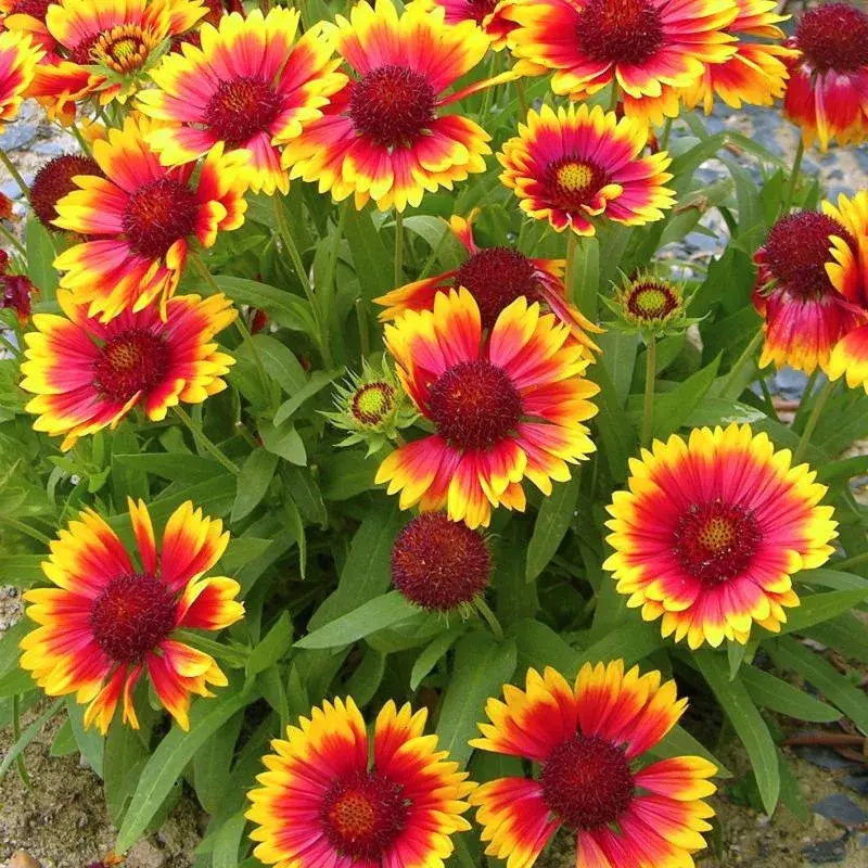 Миниатюра: Гайлардия остистая Аризона Сан (Gaillardia aristata Arizona Sun)