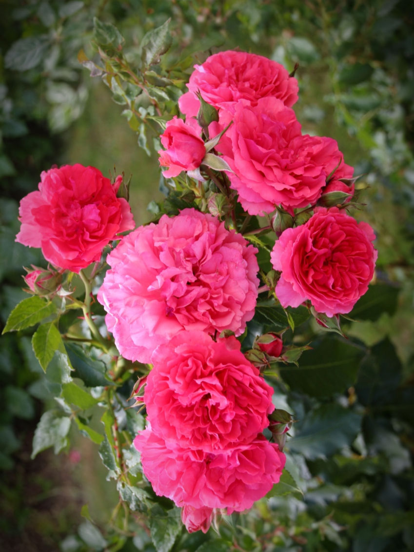 Миниатюра: Роза Розариум Ютерсен (Rosarium Uetersen)