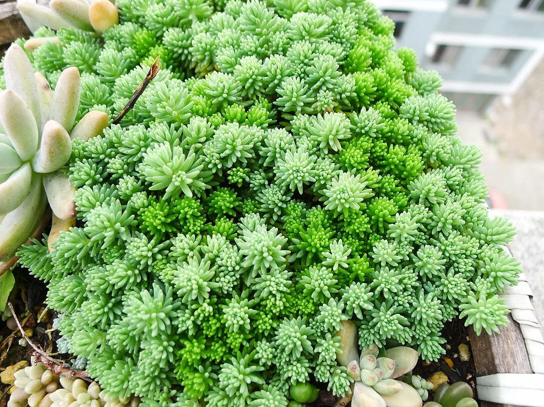 Седум Лидийский мох (Sedum Lydium)