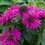 Миниатюра: Монарда бергамот (малиновая) двойчатая Пинк Лейс (Monarda didyma Pink Lace)
