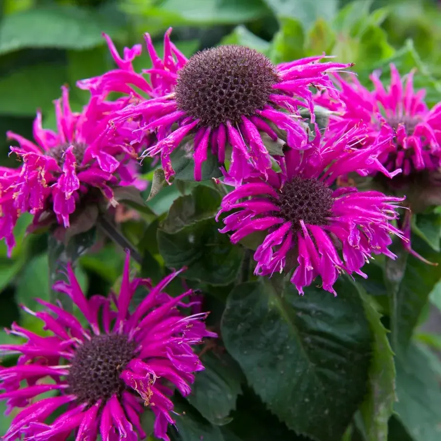 Монарда бергамот (малиновая) двойчатая Пинк Лейс (Monarda didyma Pink Lace)