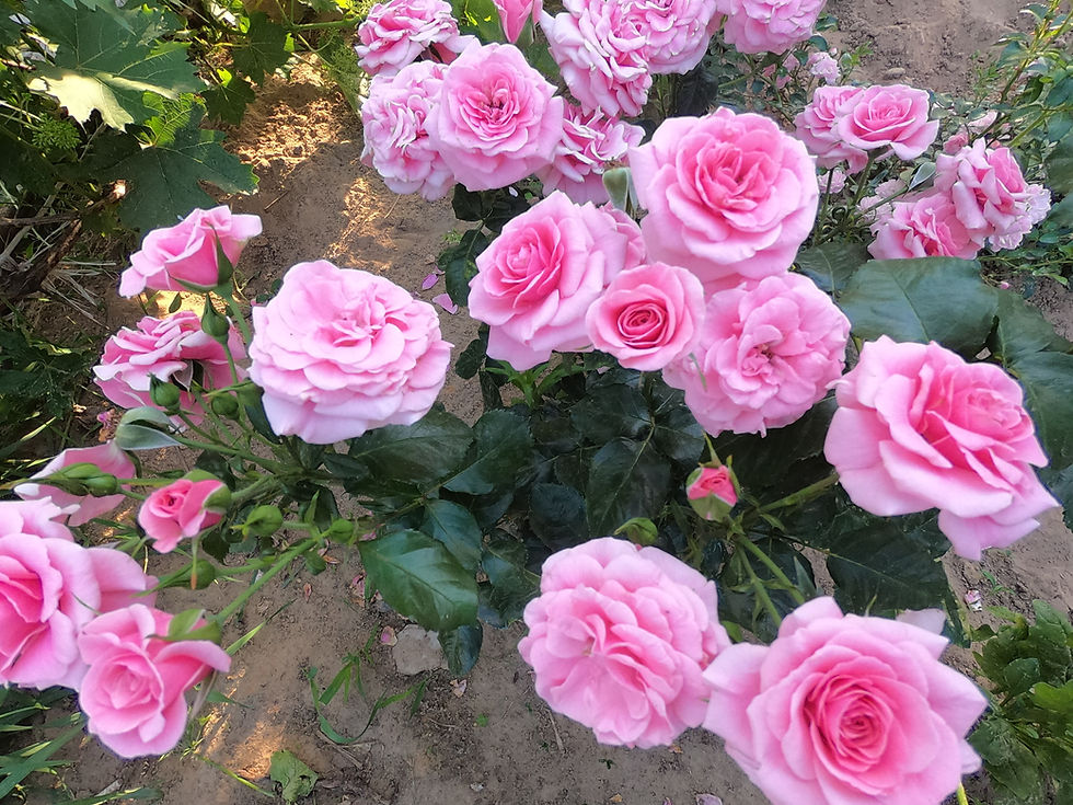 Роза Тиклед Пинк (Tickled Pink)