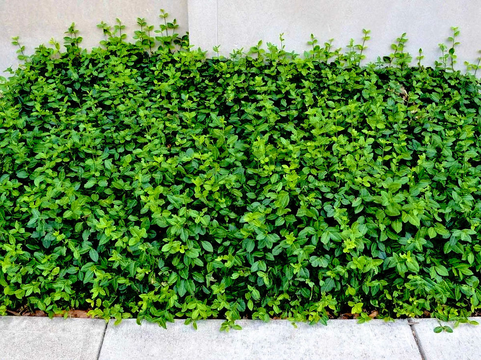 Миниатюра: Бересклет форчуна Колоратус (Euonymus fortunei Coloratus)