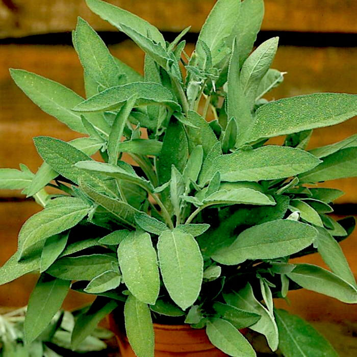 Миниатюра: Шалфей лекарственный Кубанец (Salvia clarea)