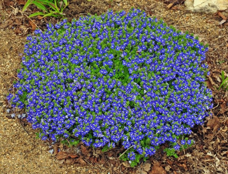 Миниатюра: Вероника нитевидная (Veronica filiformis)