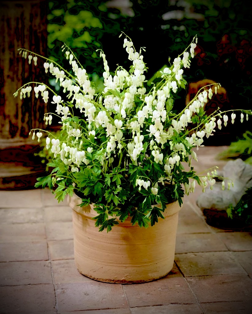 Дицентра спектабилис Уайт (Dicentra Spectabilis White)