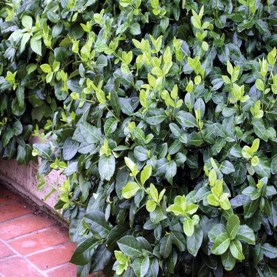 Миниатюра: Бересклет форчуна Колоратус (Euonymus fortunei Coloratus)