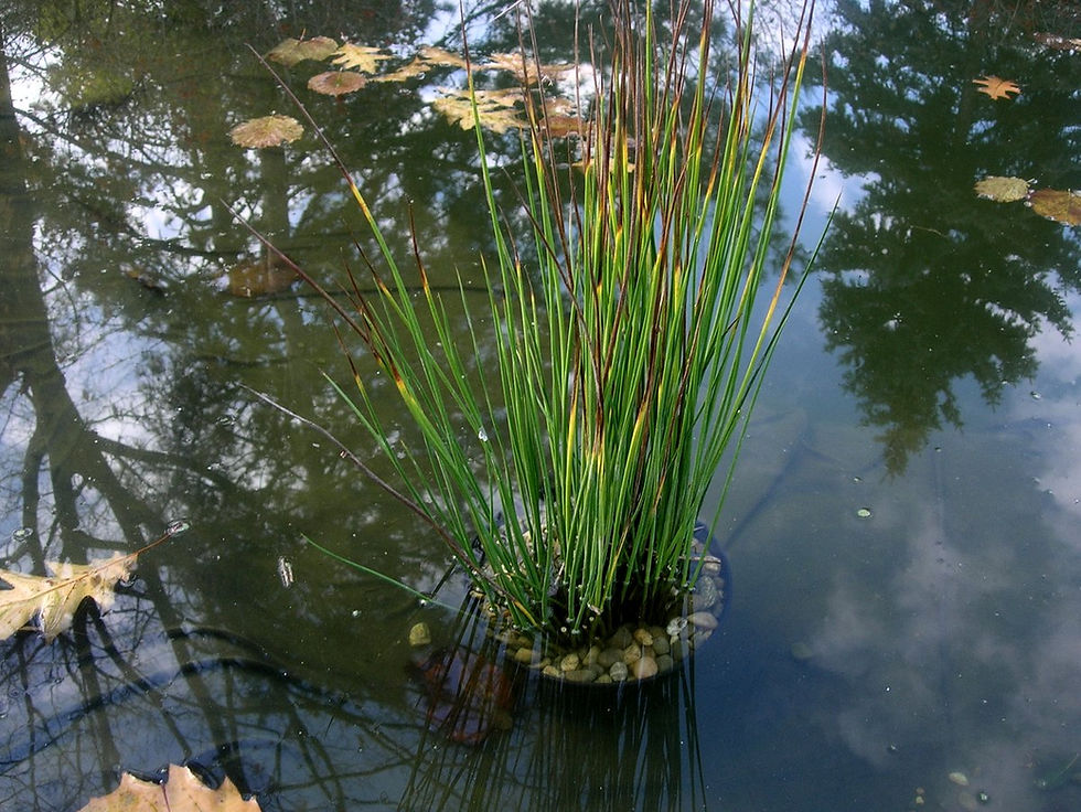 Миниатюра: Ситник вечнозелёный Пенсил Грасс (Juncus Pencil Grass)