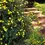 Миниатюра: Лапчатка кустарниковая Элизабет (Potentilla fruticosa Elizabeth)