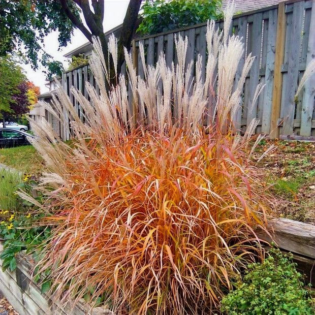 Миниатюра: Мискантус китайский Ротер Пфейл (Miscanthus Roter Pfeil)