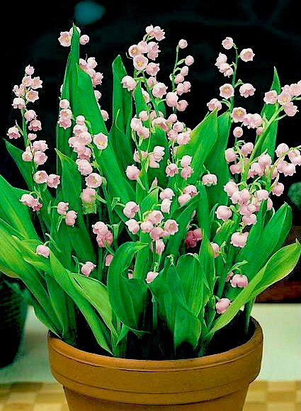 Миниатюра: Ландыш садовый Розеа (Convallaria Rosea)