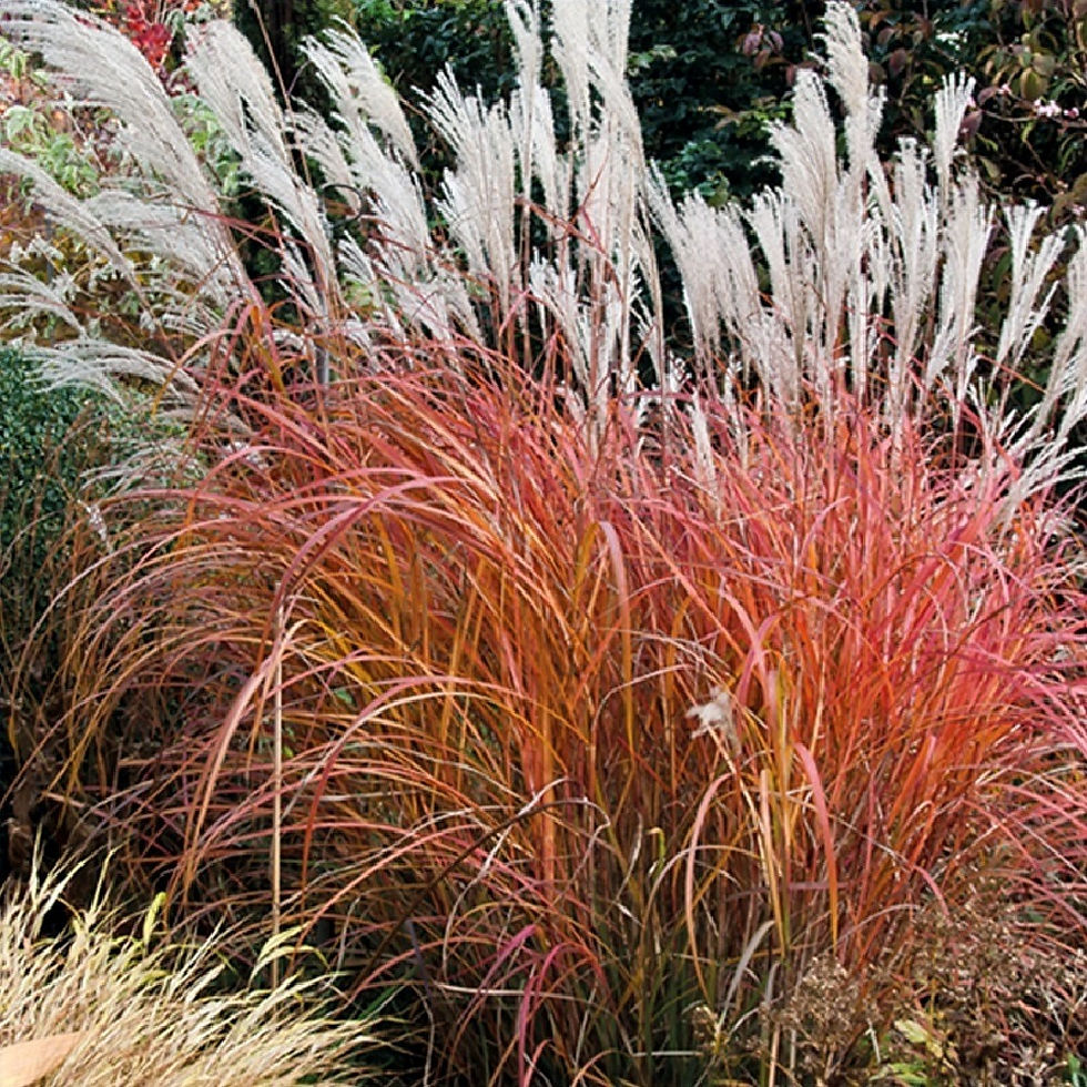Миниатюра: Мискантус китайский Ротер Пфейл (Miscanthus Roter Pfeil)