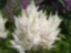 Астильба Арендса белая (Astilbe Arendsii White)