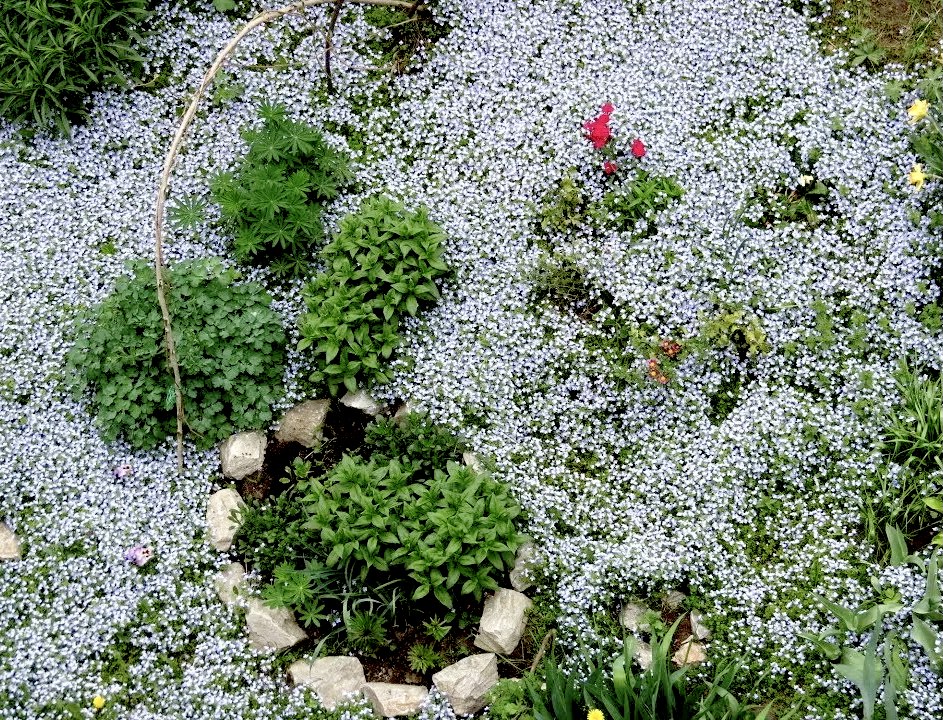 Вероника нитевидная Альба (Veronica filiformis Alba)