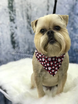 Pupper 28