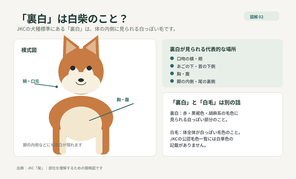 柴犬の頬・あご・胸・お腹・脚の内側に現れる裏白の位置を示す図解