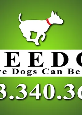 red deer dog daycare dog boarding kennel dog grooming red deer