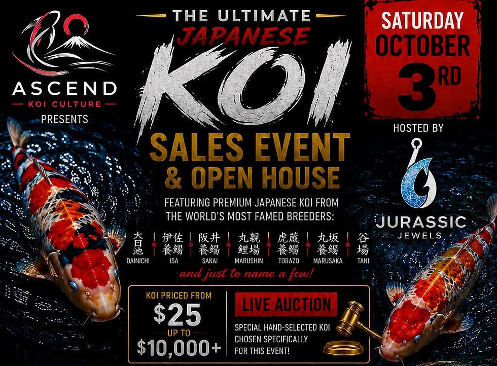 Ascend Koi Culture Open House