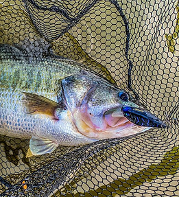 Largemouth bass in a net