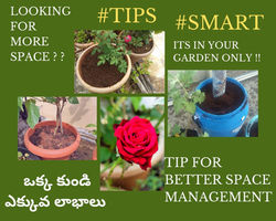 Garden Space Management