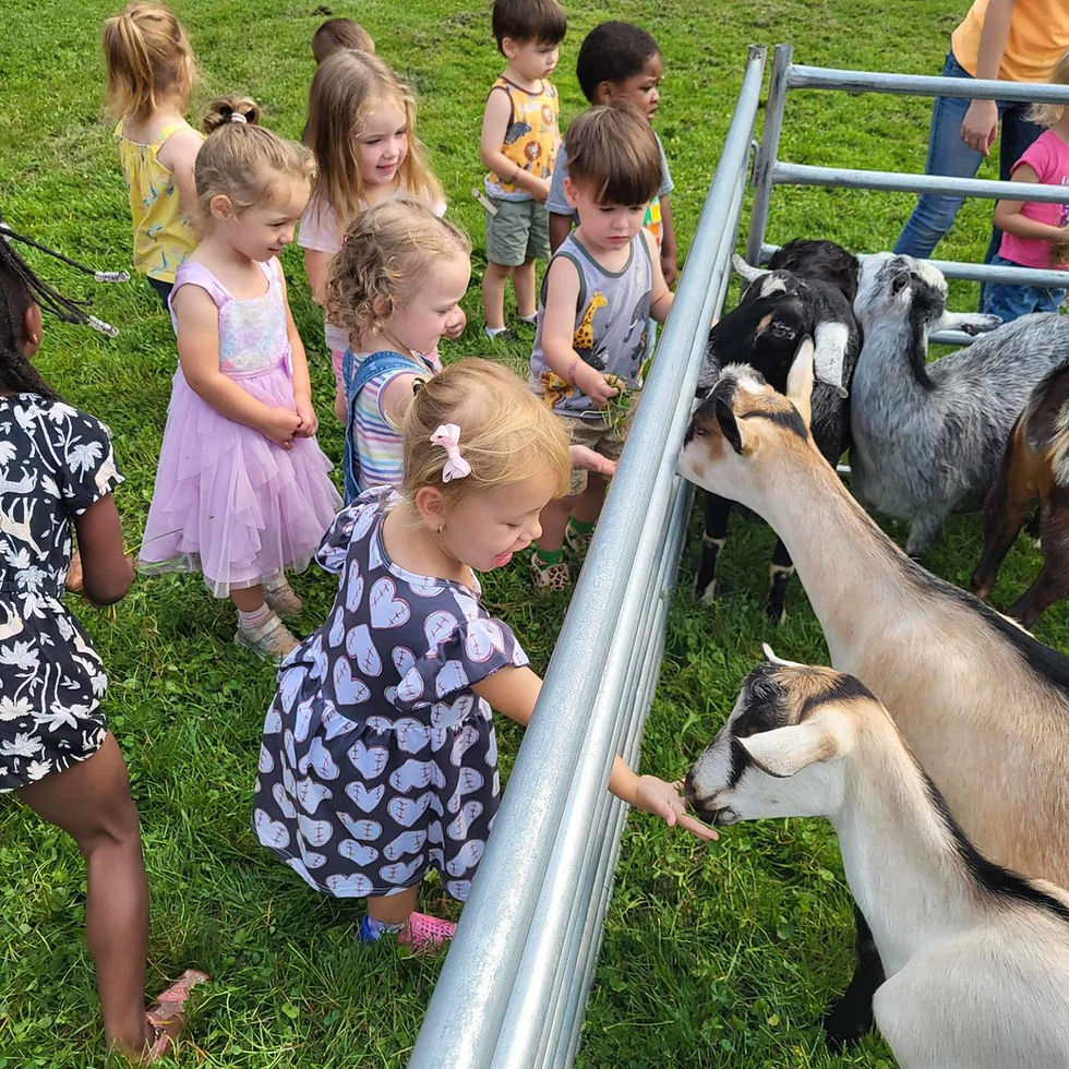Petting Zoo