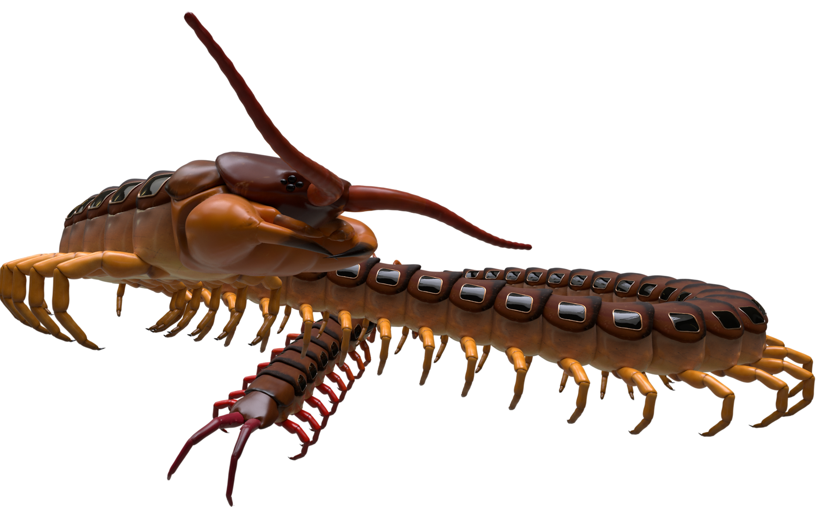 Traintipede_websiteRender_v005_combined_elongated.png