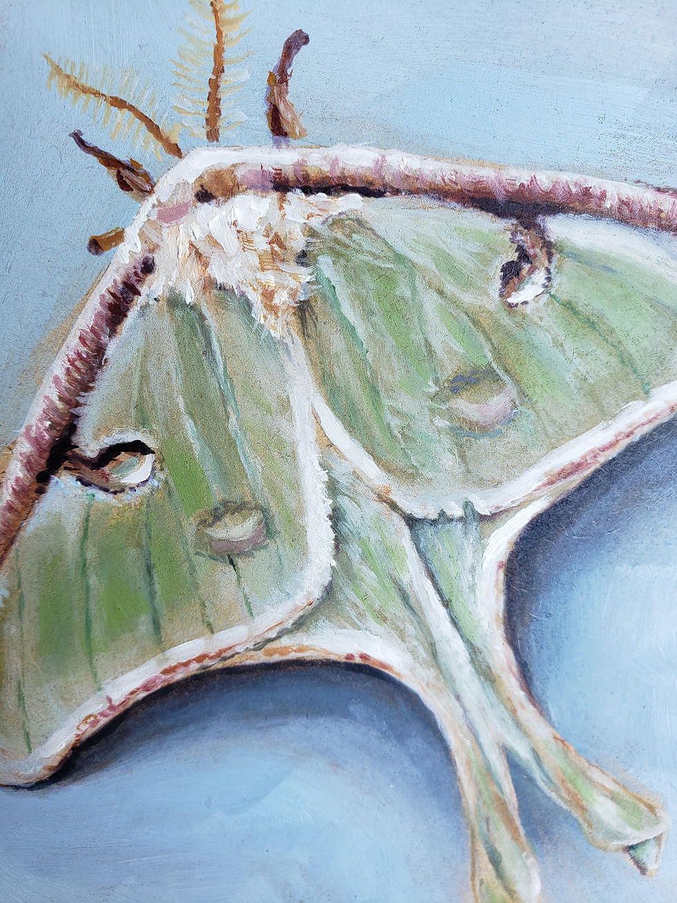 Thumbnail: Luna Moth Oil Painting Prints